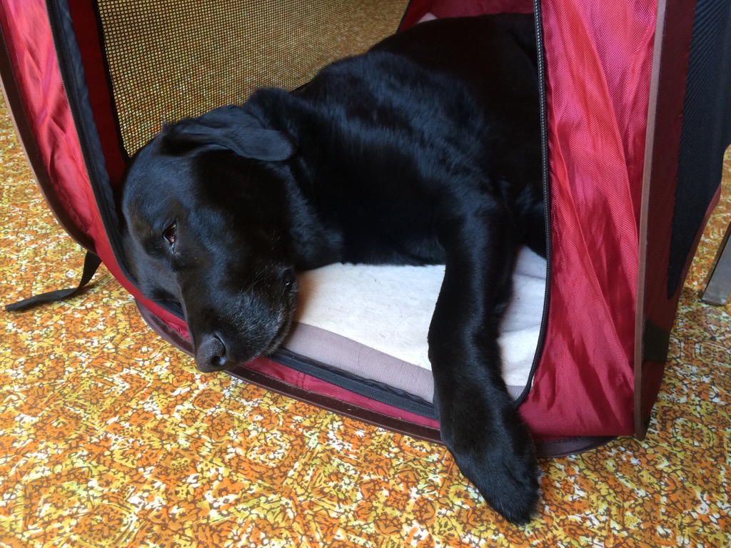 brody sleeping on job